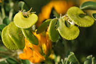 Medicago arborea Medicago arborea